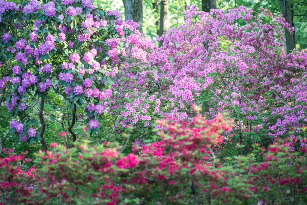 Azaleas
