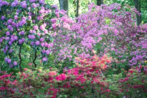 Azaleas